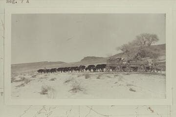 Spencer's ox teams hauling near Oljeto