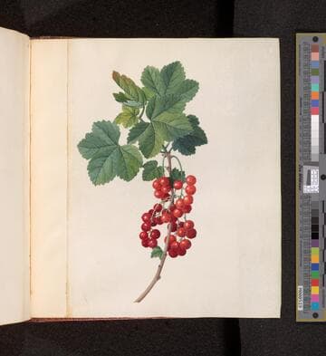 Mary Parker, Countess of Macclesfield, botanical album, 1756-1767