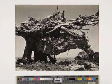 Uprooted Cypress, Point Lobos