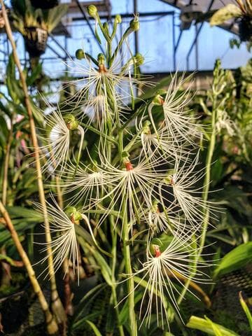 Habenaria medusa