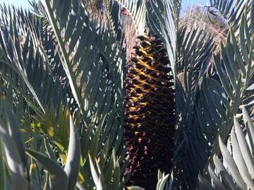 Encephalartos lehmannii
