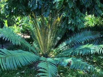 Encephalartos hildebrandtii