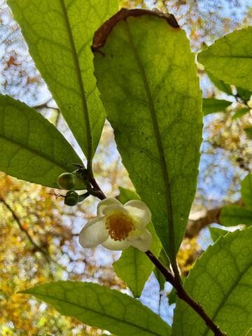 Camellia sinensis