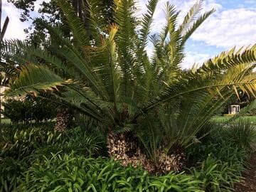 Encephalartos whitelockii