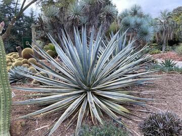 Agave tequilana 'Sunrise'