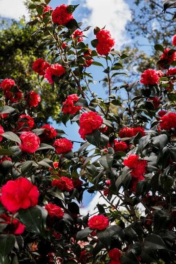 Camellia japonica 'Roi Leopold'