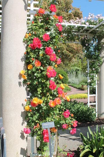 Rosa 'Joseph's Coat'