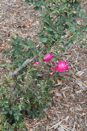 Rosa 'Slater's Crimson China'