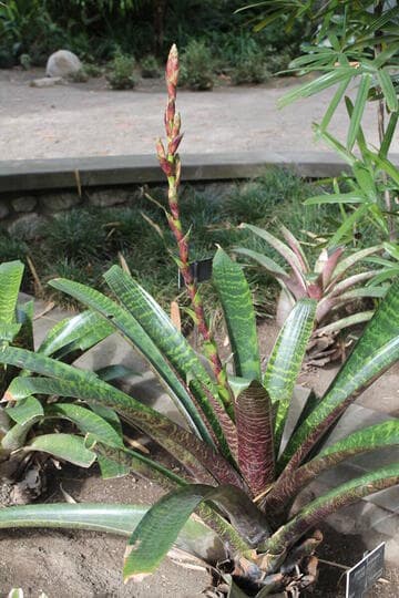 Vriesea hieroglyphica