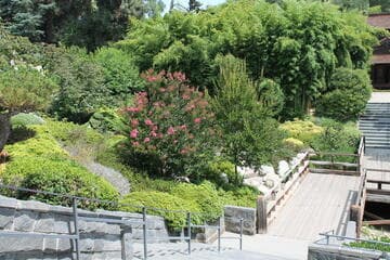 Lagerstroemia indica cv.