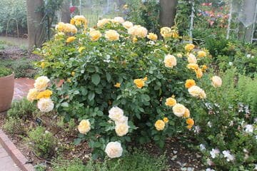 Rosa [Julia Child™® ] = 'WEKvossutono'