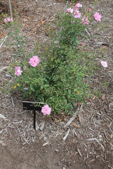 Rosa 'Old Blush'