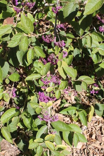 Callicarpa formosana