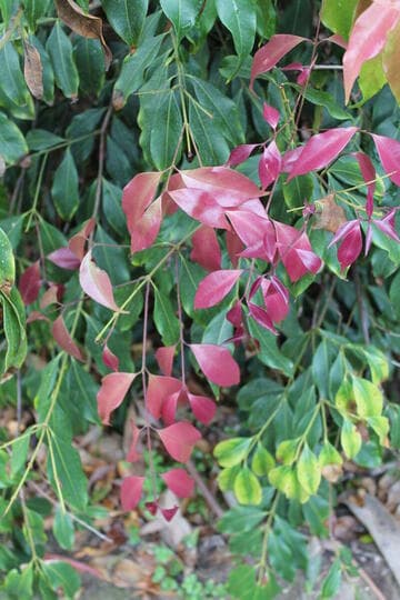Syzygium unipunctatum