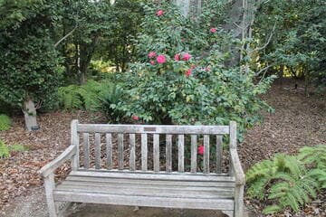 Camellia japonica 'Orchid Pink'