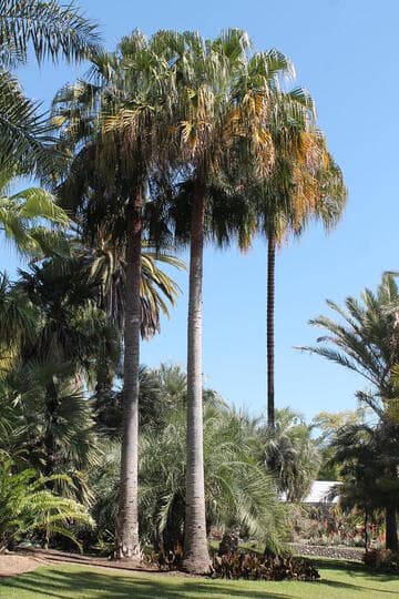 Livistona mariae ssp. rigida