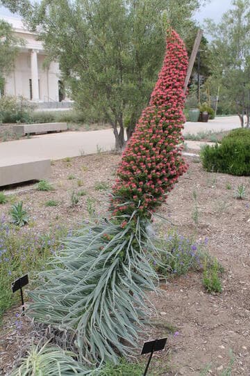 Echium wildpretii