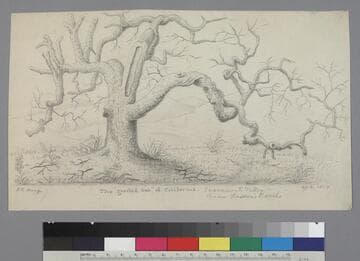 The “gnarled oak” of California