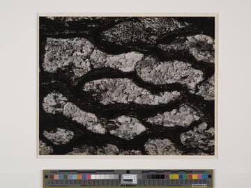 Detail, Burned Pine, Palms to Pines Highway