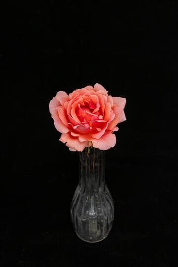 Rosa 'Mrs. Sam McGredy'