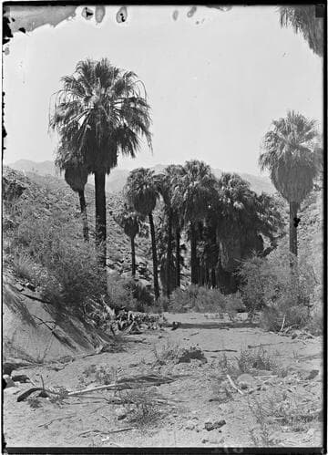 Palms and dry stream bed