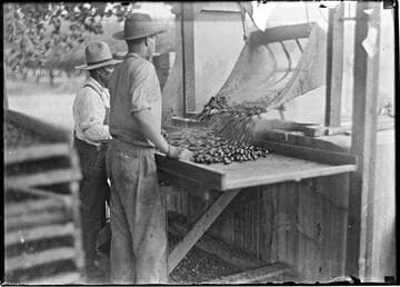 Almond Harvesting