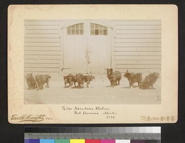 Laplanders herding dogs