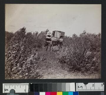A man loading a pack mule