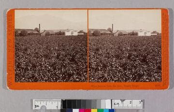 Wine houses from the Ave. Sunny slope