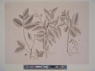Study of Three Botanical Specimens