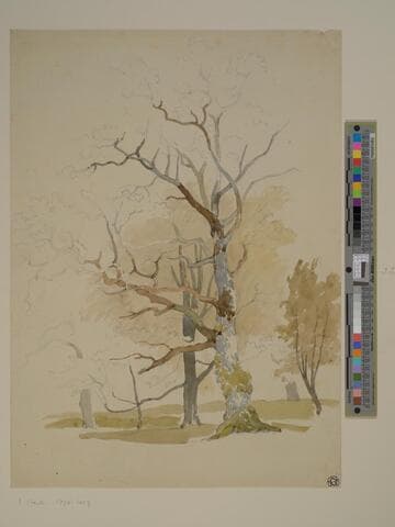 Tree Study