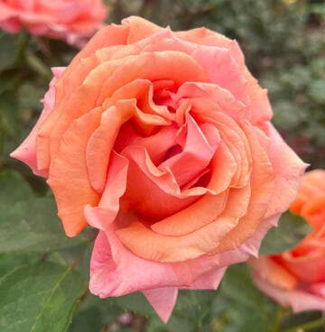 Rosa 'Sunset Celebration'