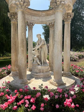 Rosa 'Passionate Kisses'