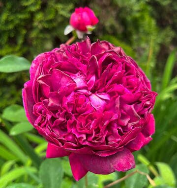 Rosa 'William Shakespeare 2000'