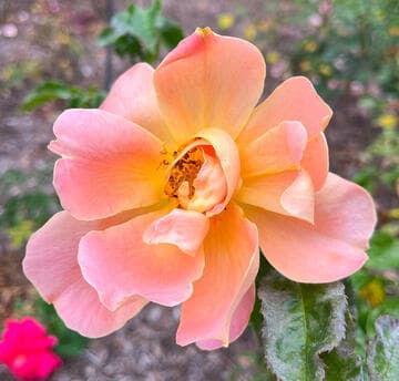 Rosa 'Angele Pernet'