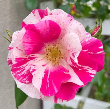 Rosa 'Berries 'n Cream'