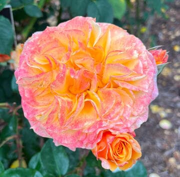 Rosa 'Morning Glow'