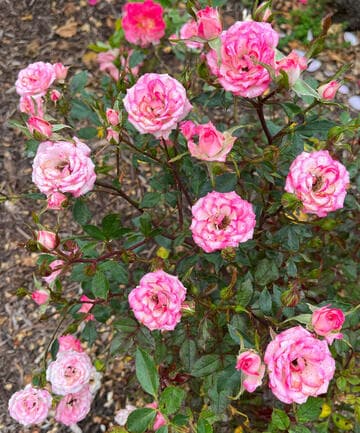 Rosa 'Magic Carrousel'