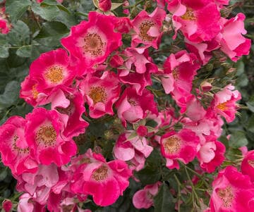 Rosa 'Carefree Spirit'