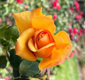 Rosa 'Golden Scepter'