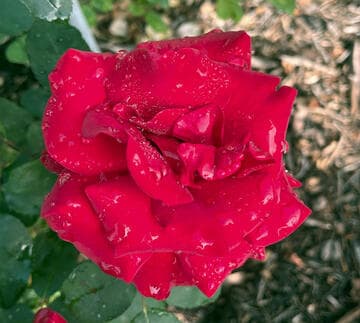 Rosa 'Opening Night'