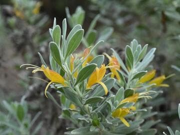 Eremophila glabra 'Kalgoorlie'