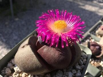 Pleiospilos nelii 'Royal Flush'