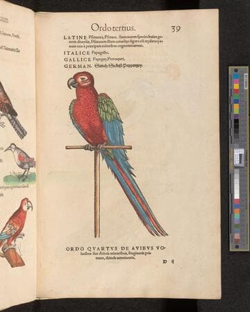 Icones auium omnium, quae in Historia auium Conradi Gesneri describuntur, : cum nomenclaturis singulorum Latinis, Italicis, Gallicis et Germanicis plerunque, per certos ordines digestae. I ritratti e le figure de gli ucelli. Les figures & pourtraictz des oiseaux. Die figuren vnd contrafacturen der vögeln