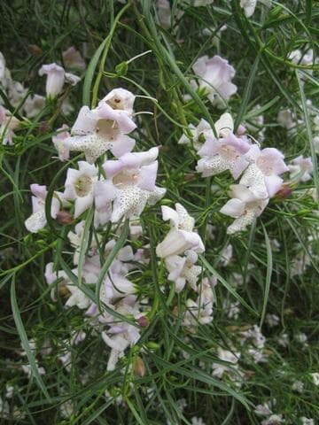 Eremophila 'Canci'
