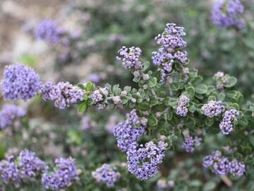 Ceanothus maritimus 'Valley Violet'