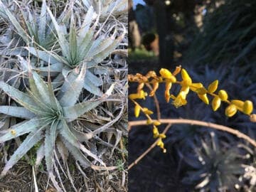 Deuterocohnia longipetala