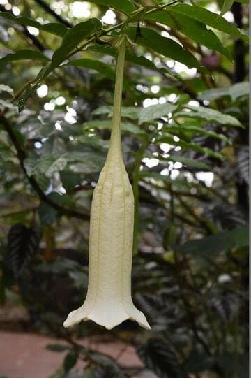 Cubanola domingensis