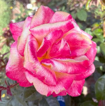 Rosa 'Sheila's Perfume'