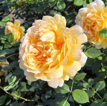 Rosa 'Golden Celebration'